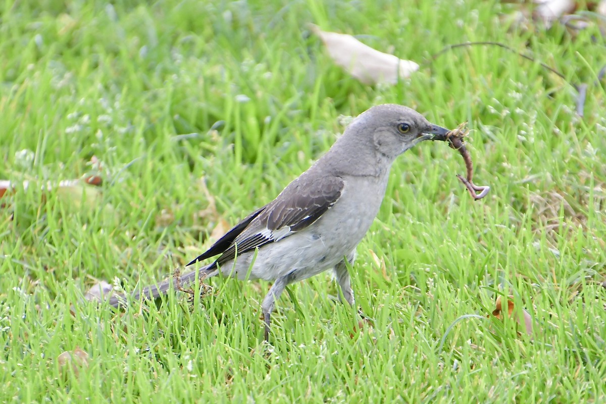Northern Mockingbird - ML640346001