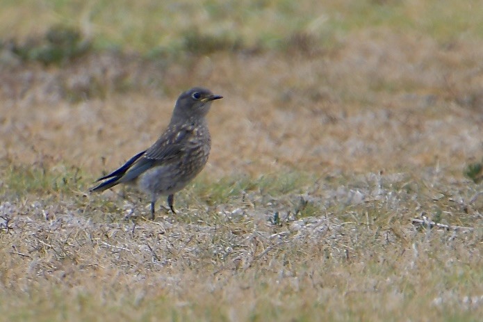 Western Bluebird - ML640346006