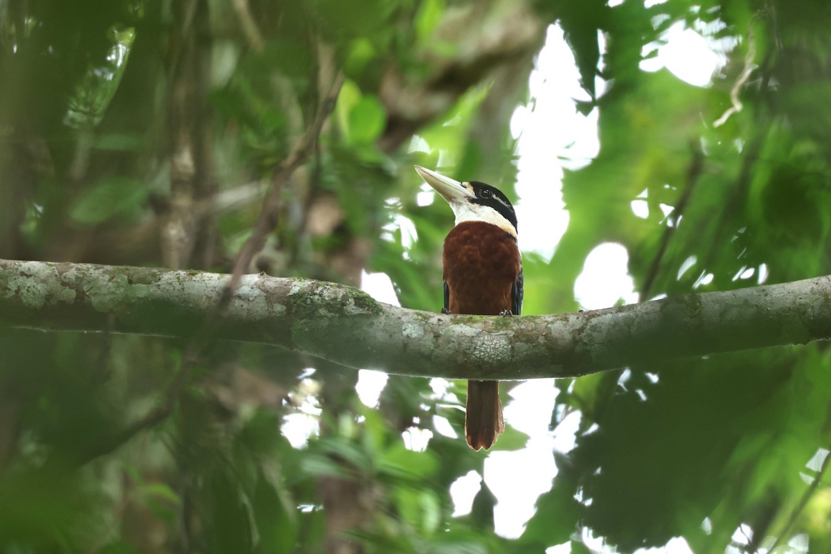 Rufous-bellied Kookaburra - ML640346012
