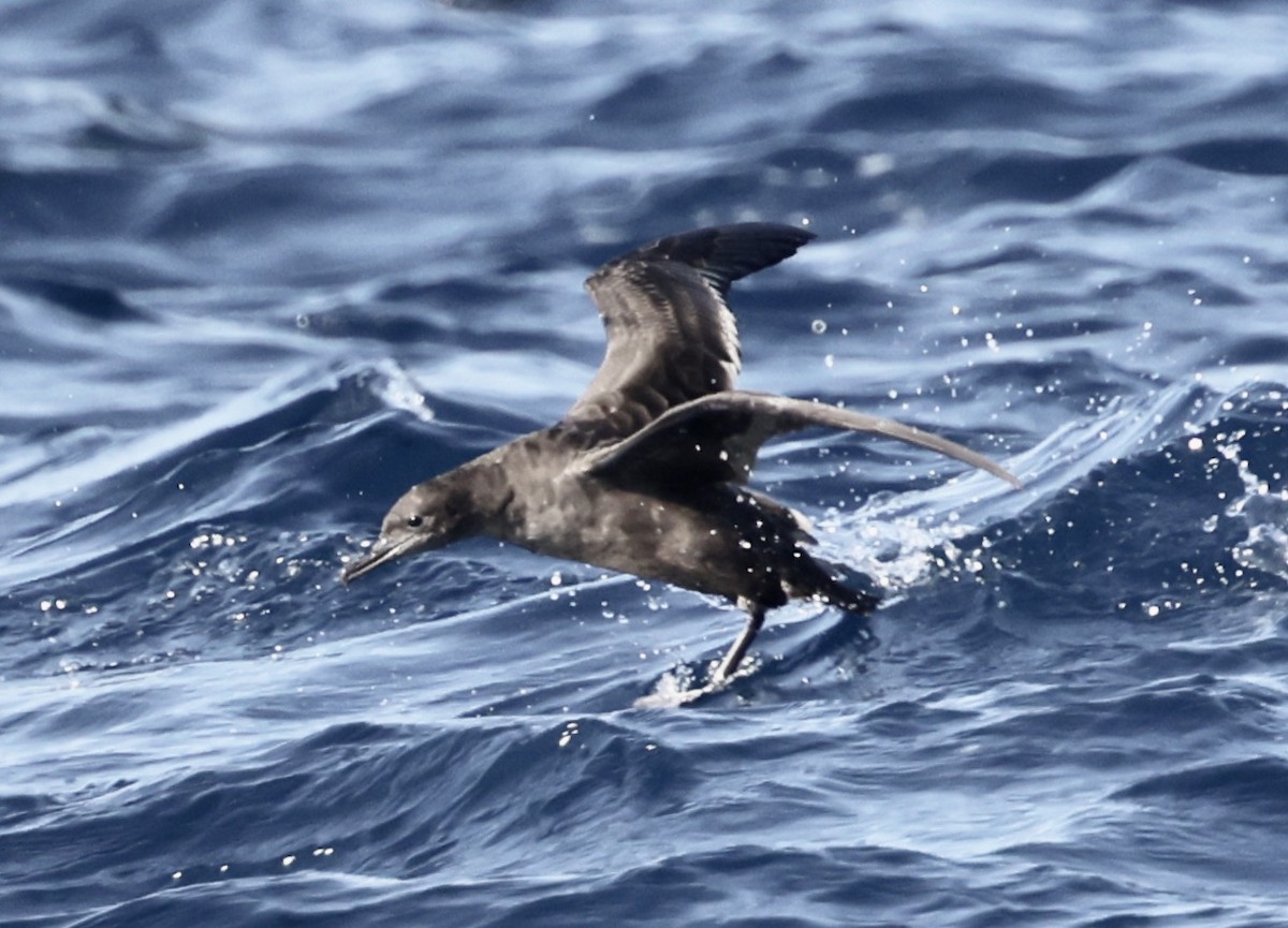 Sooty Shearwater - ML640346039