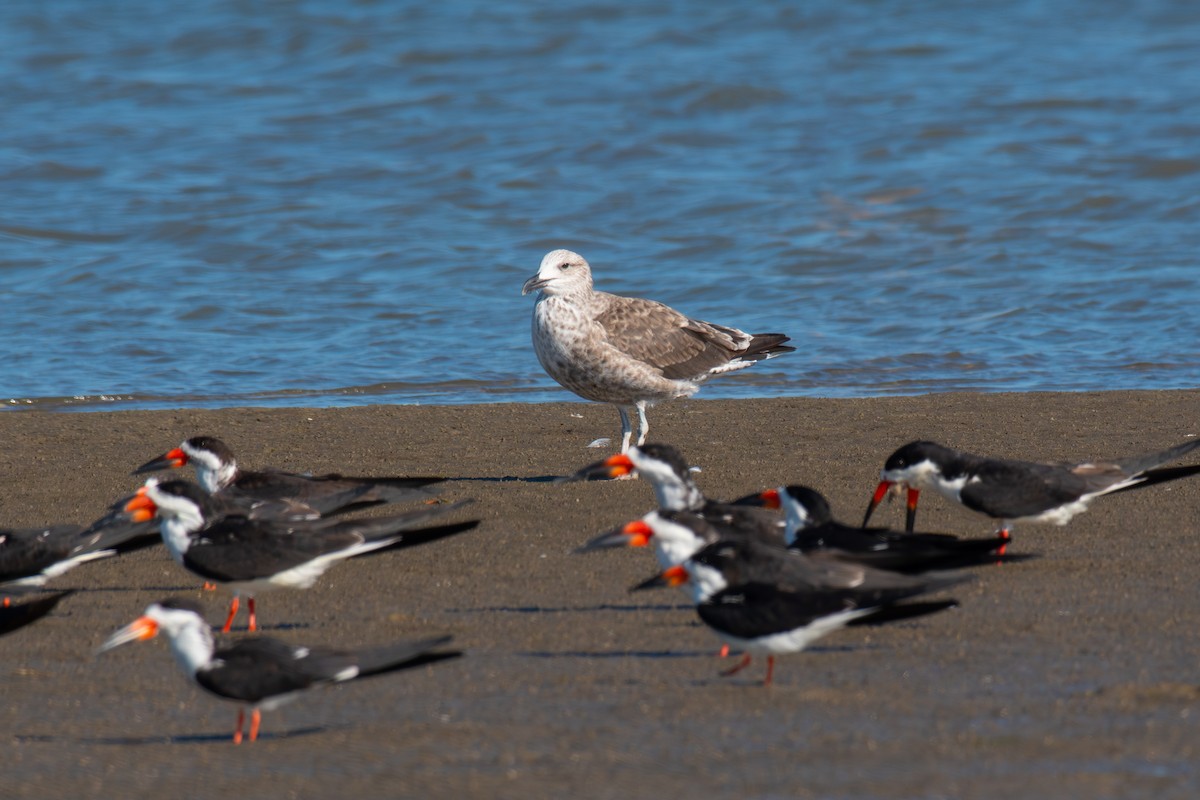 Kelp Gull - ML640346046
