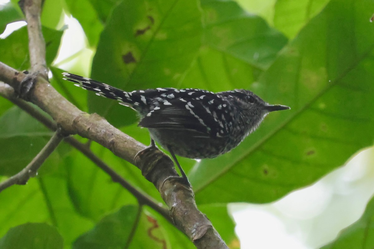 Scaled Antbird - ML640346081