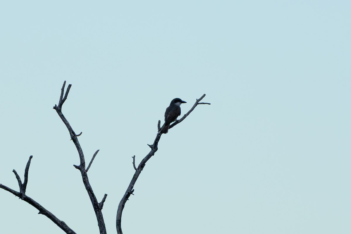 Thick-billed Kingbird - ML640346094