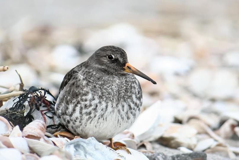 Purple Sandpiper - ML640346108