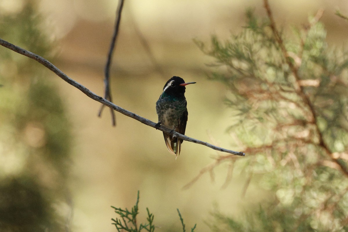 White-eared Hummingbird - ML640346136