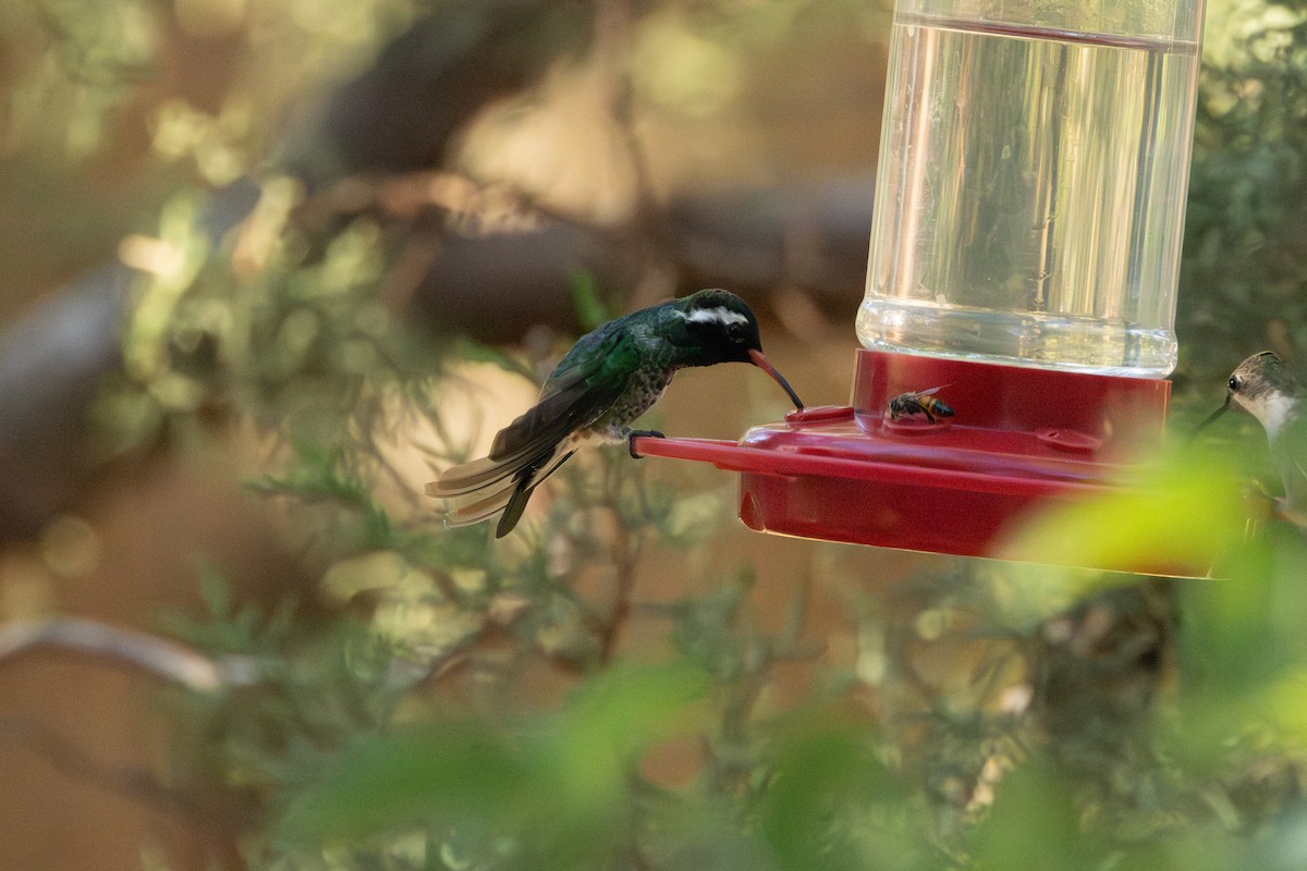 White-eared Hummingbird - ML640346137