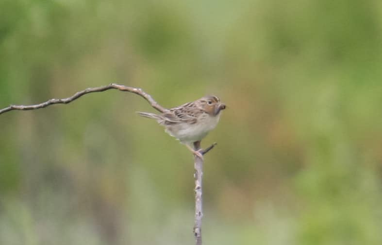 Grasshopper Sparrow - ML640346146