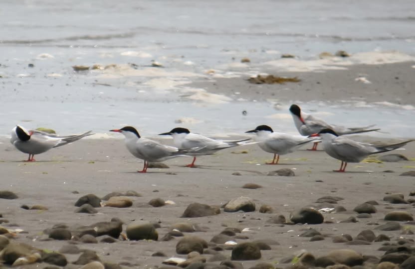 Roseate Tern - ML640346199