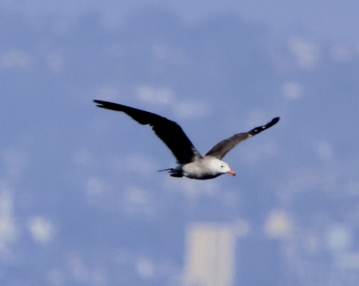 Heermann's Gull - ML640346202