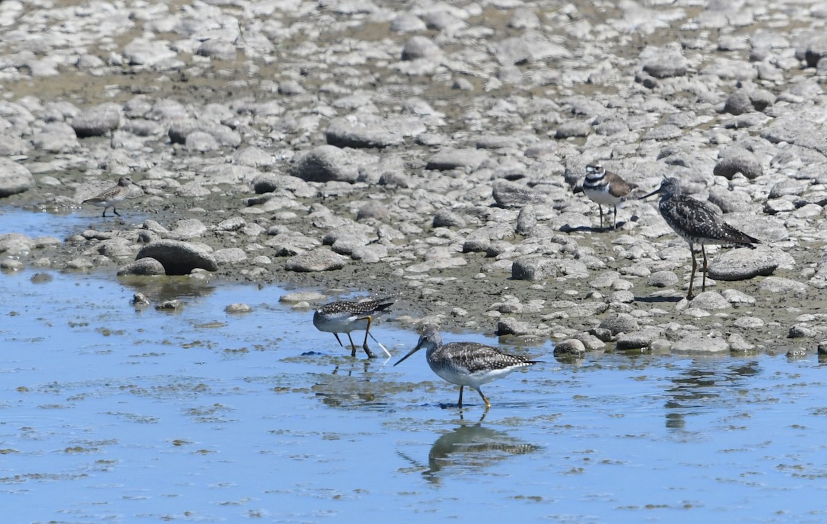 Greater Yellowlegs - ML640346204