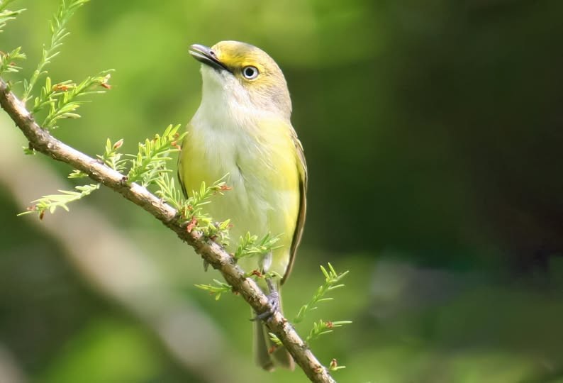 White-eyed Vireo - ML640346208