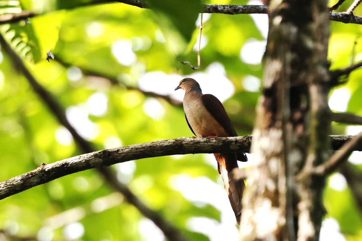 Sultan's Cuckoo-Dove - ML640346209