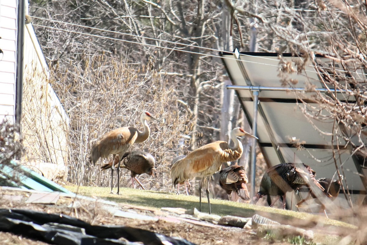 Sandhill Crane - ML640346271