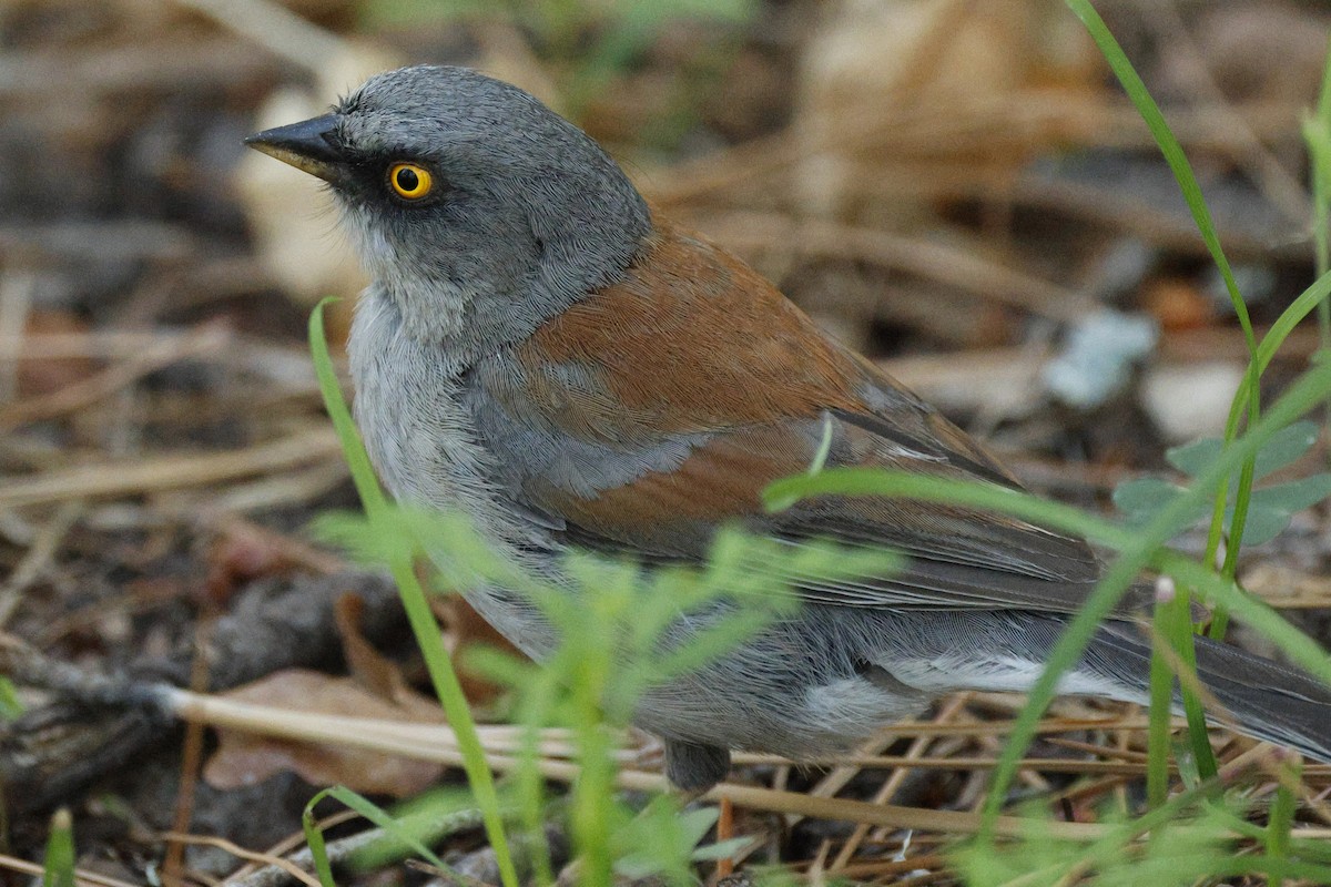 Yellow-eyed Junco - ML640346272