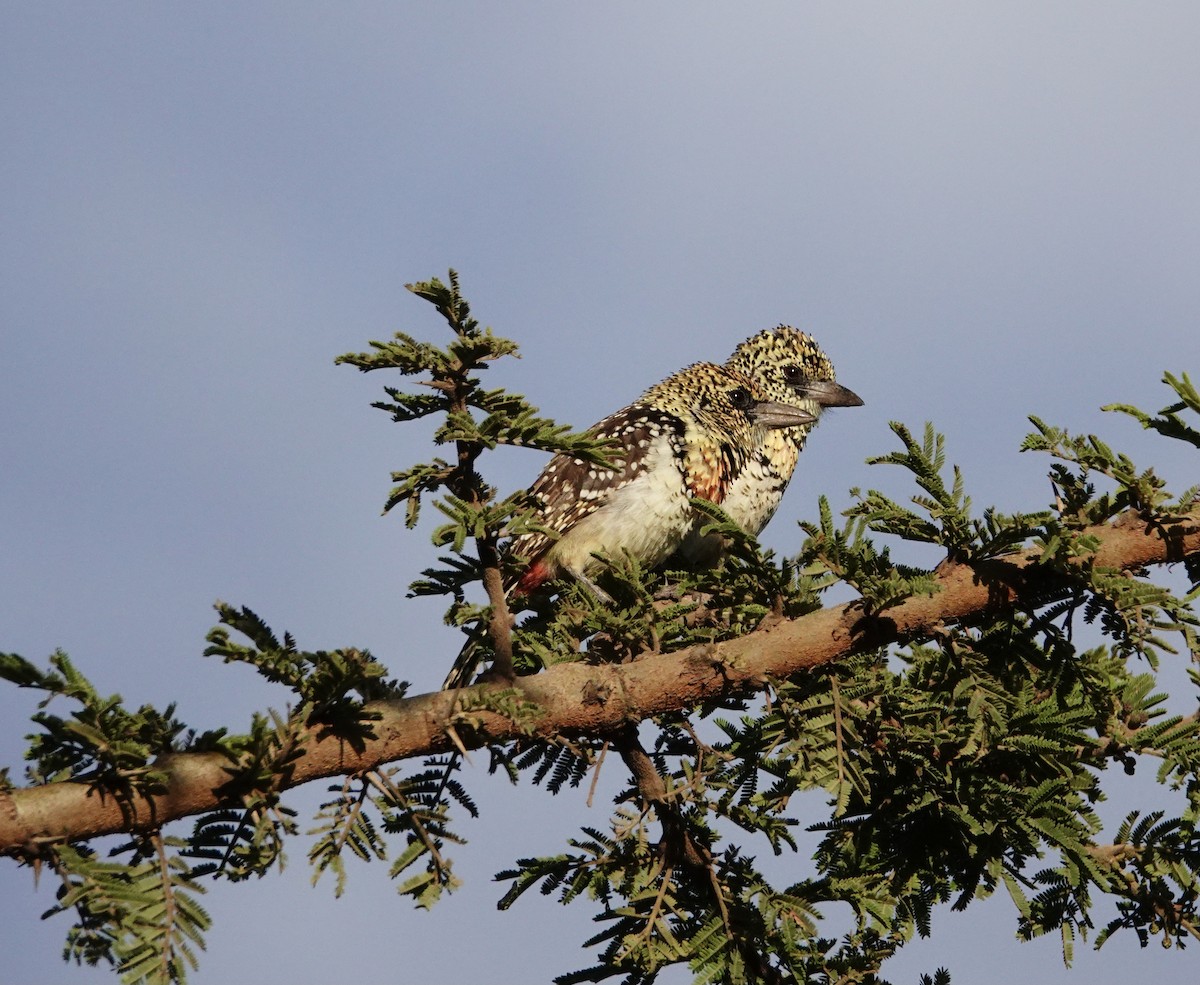 D'Arnaud's Barbet (Usambiro) - ML640346278