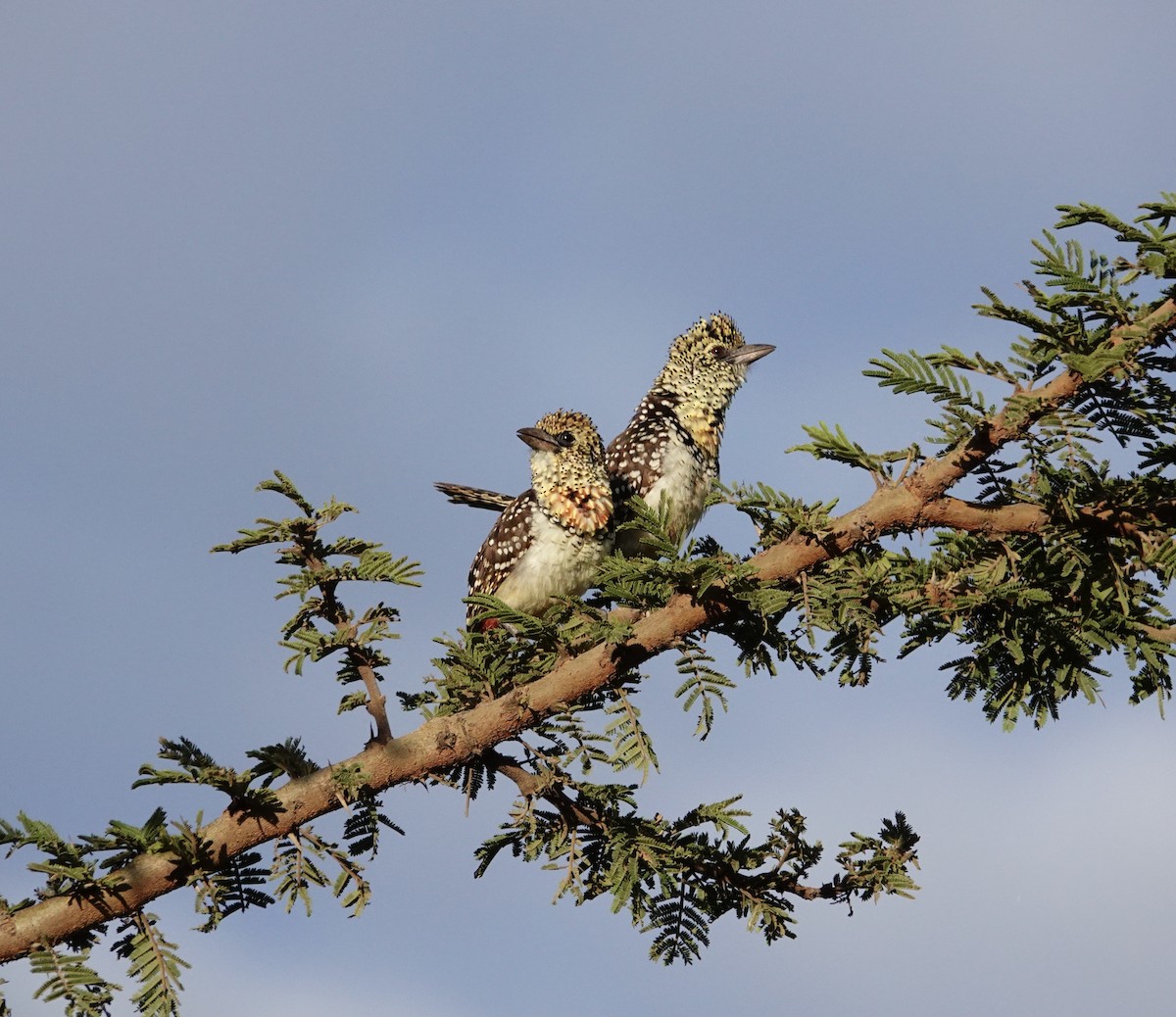 D'Arnaud's Barbet (Usambiro) - ML640346279