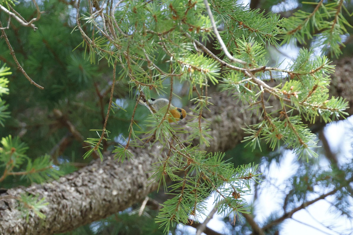 Olive Warbler - ML640346292