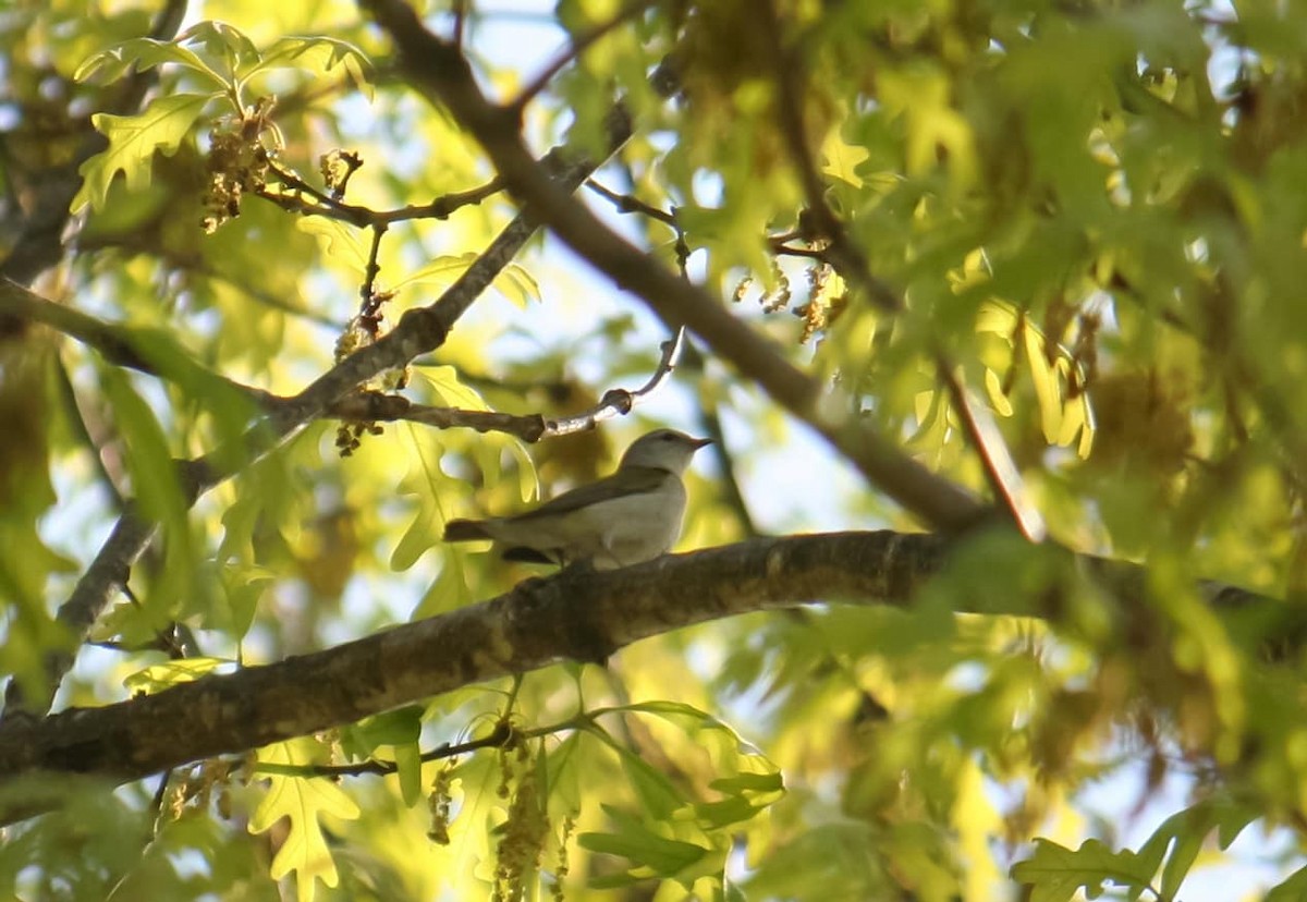 Tennessee Warbler - ML640346298
