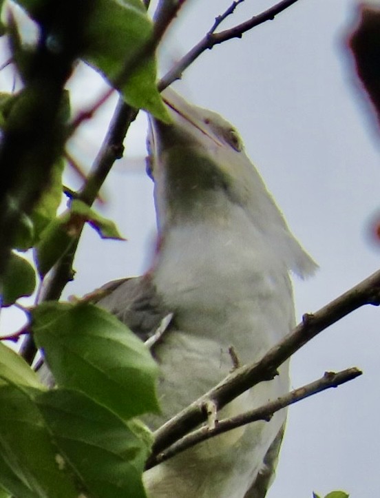Channel-billed Cuckoo - ML640346300