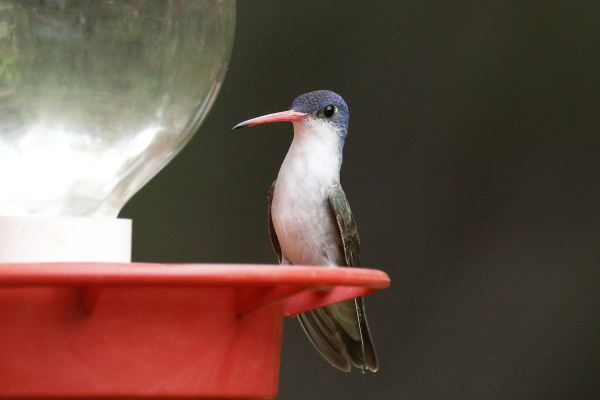 Violet-crowned Hummingbird - ML640346316
