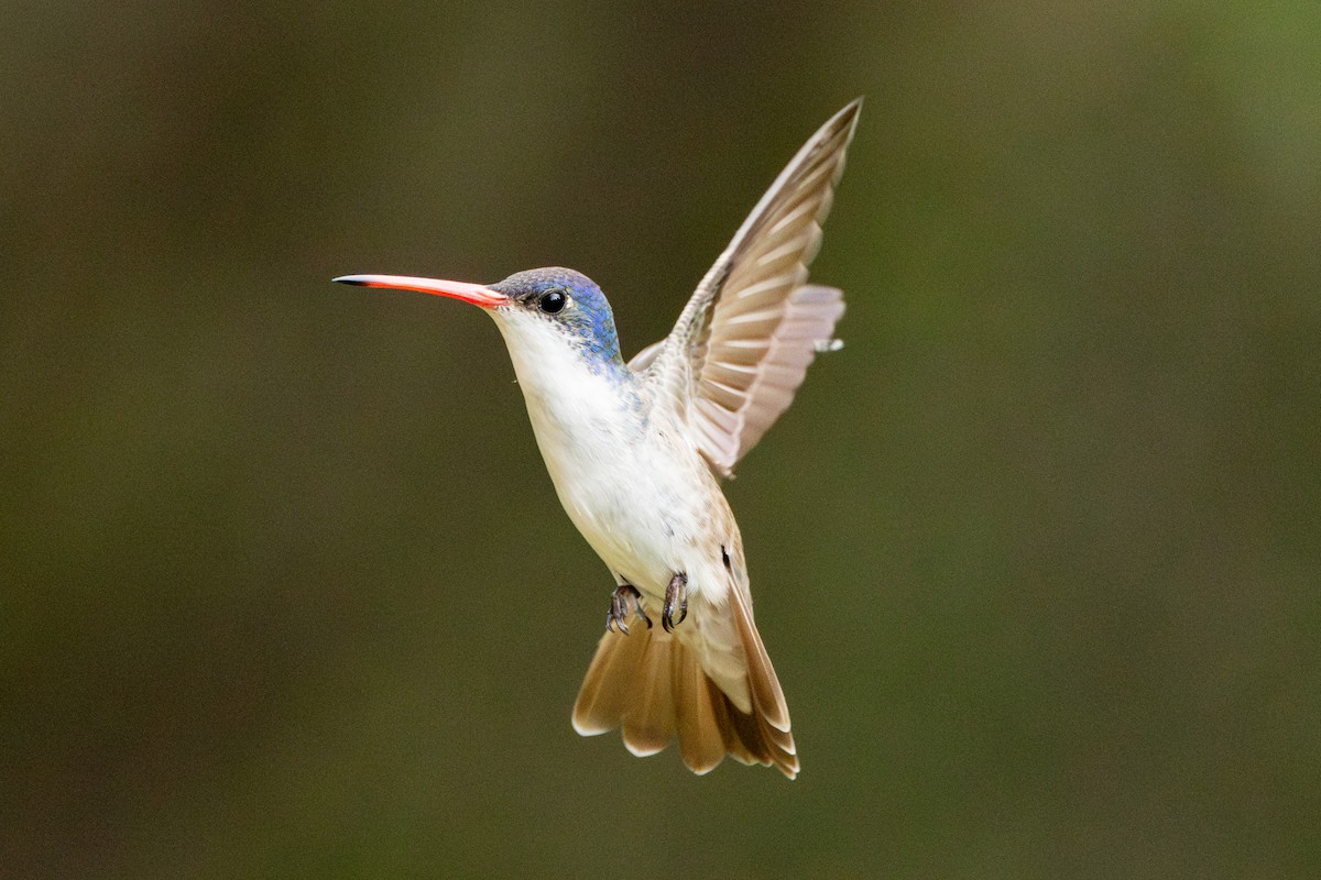Violet-crowned Hummingbird - ML640346317