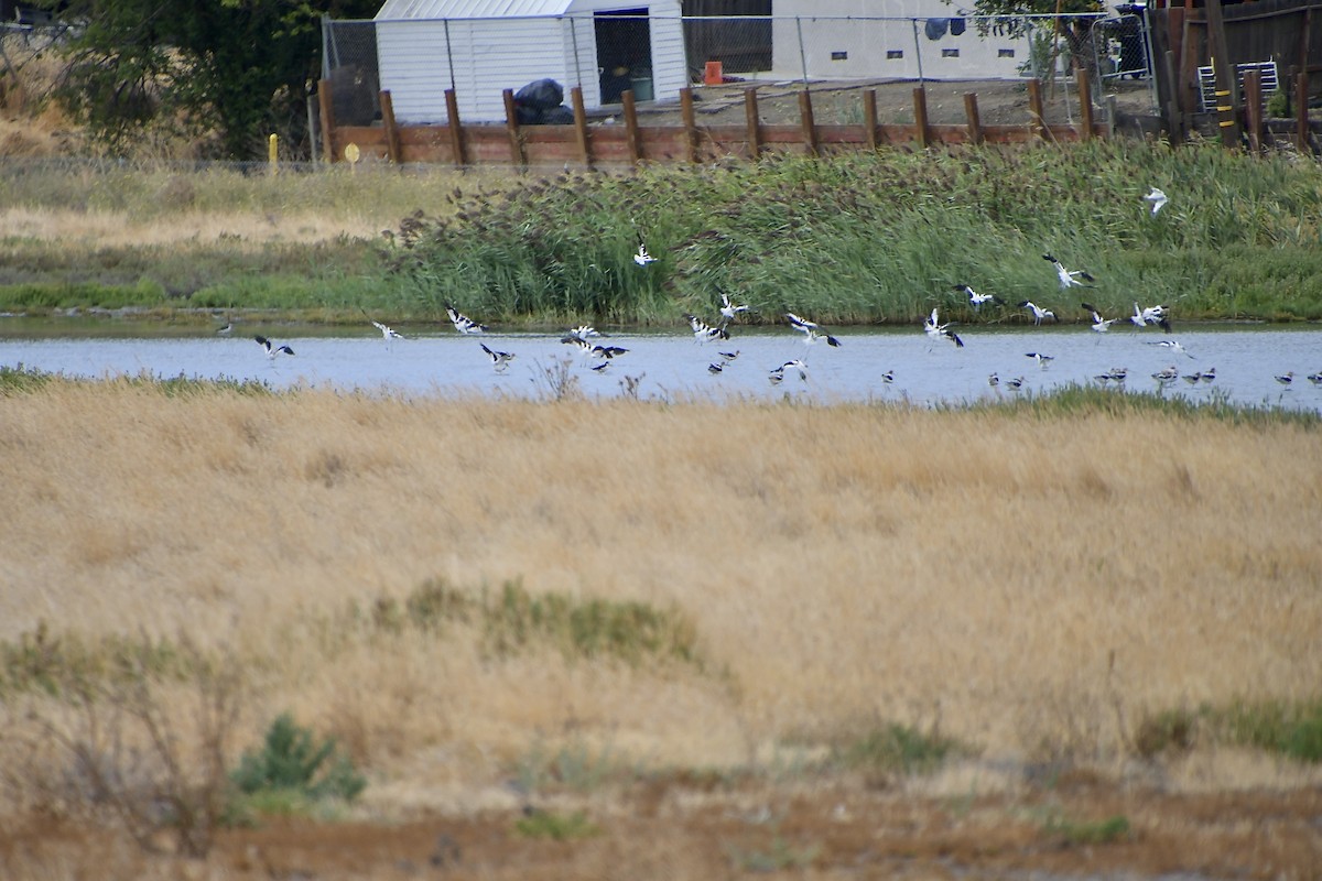 American Avocet - ML640346331