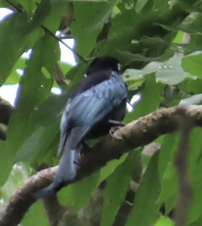 Drongo à crinière (leucops/banggaiensis) - ML640346332