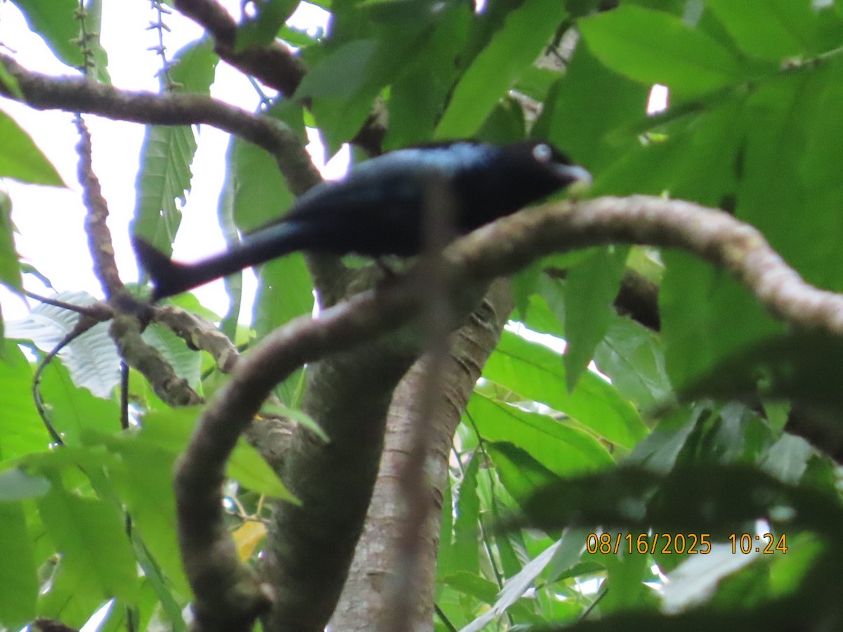 Drongo à crinière (leucops/banggaiensis) - ML640346333