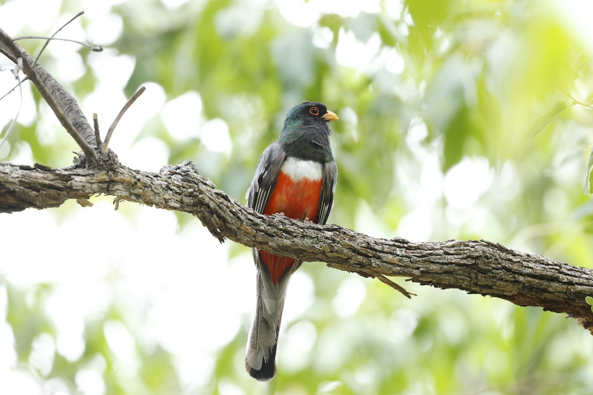 Elegant Trogon - ML640346374