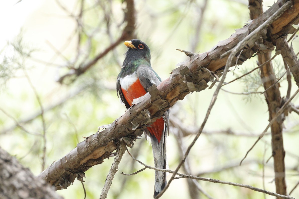 Elegant Trogon - ML640346380