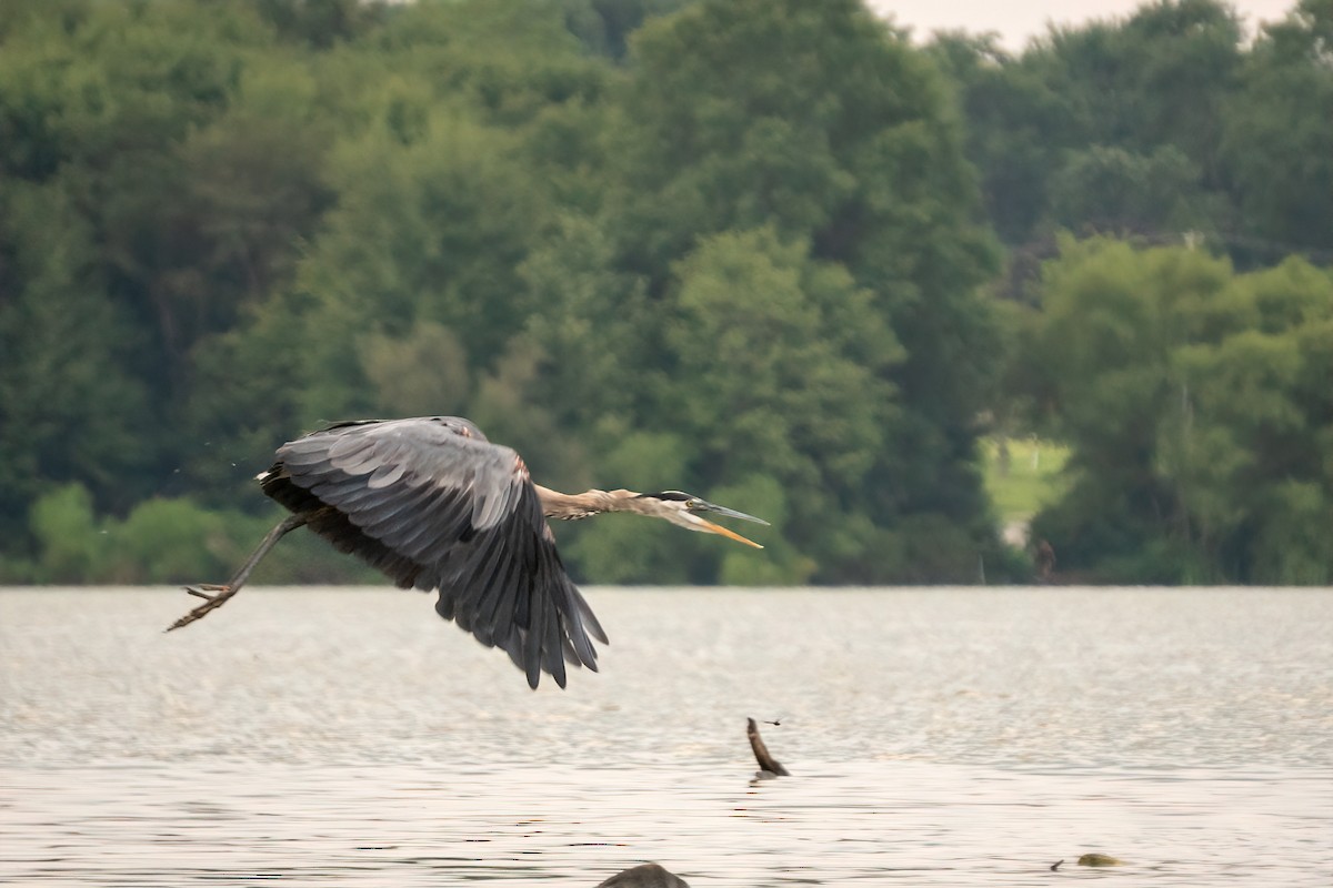 Great Blue Heron - ML640346415
