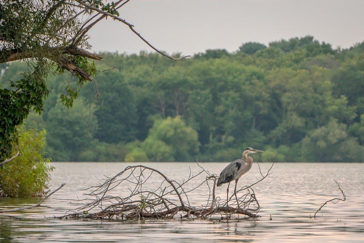 Great Blue Heron - ML640346416