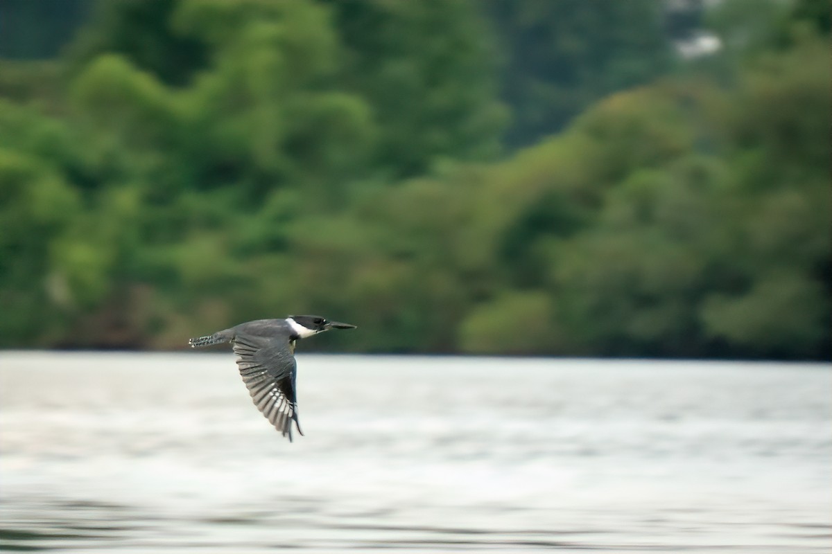 Belted Kingfisher - ML640346451
