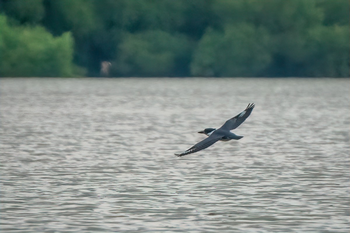 Belted Kingfisher - ML640346452