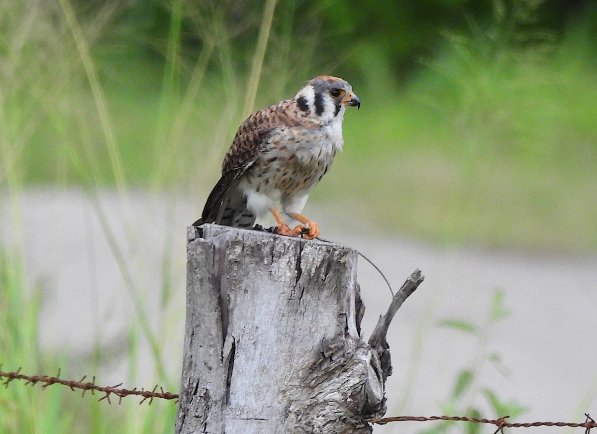 American Kestrel (South American) - ML640346453