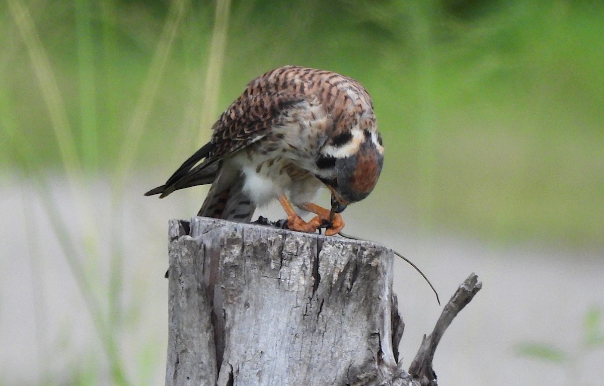 American Kestrel (South American) - ML640346454