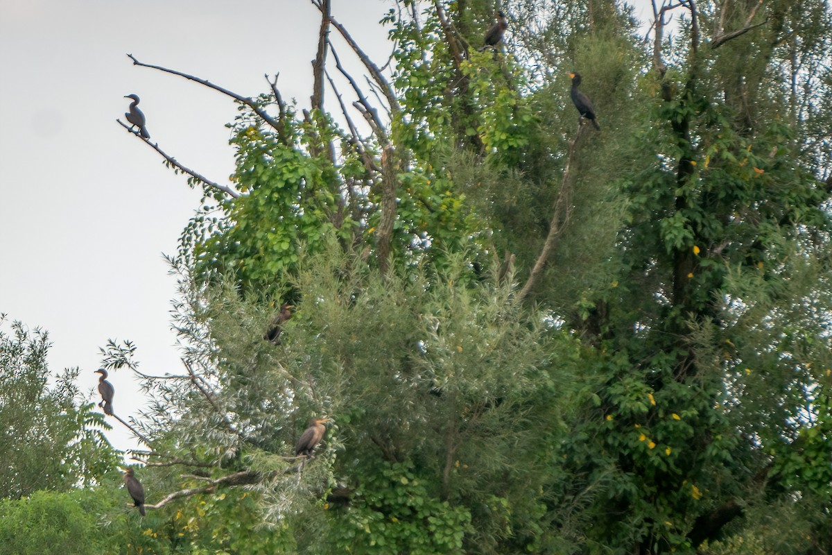 Double-crested Cormorant - ML640346456