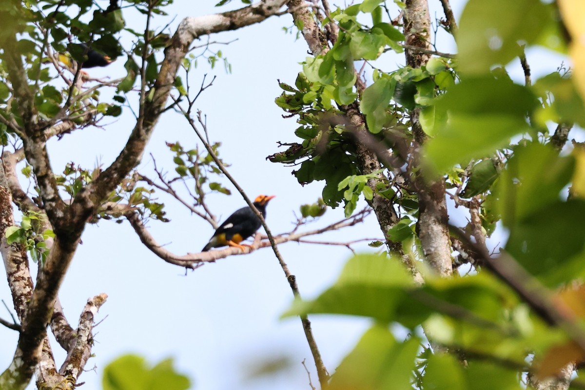 Golden Myna - ML640346491