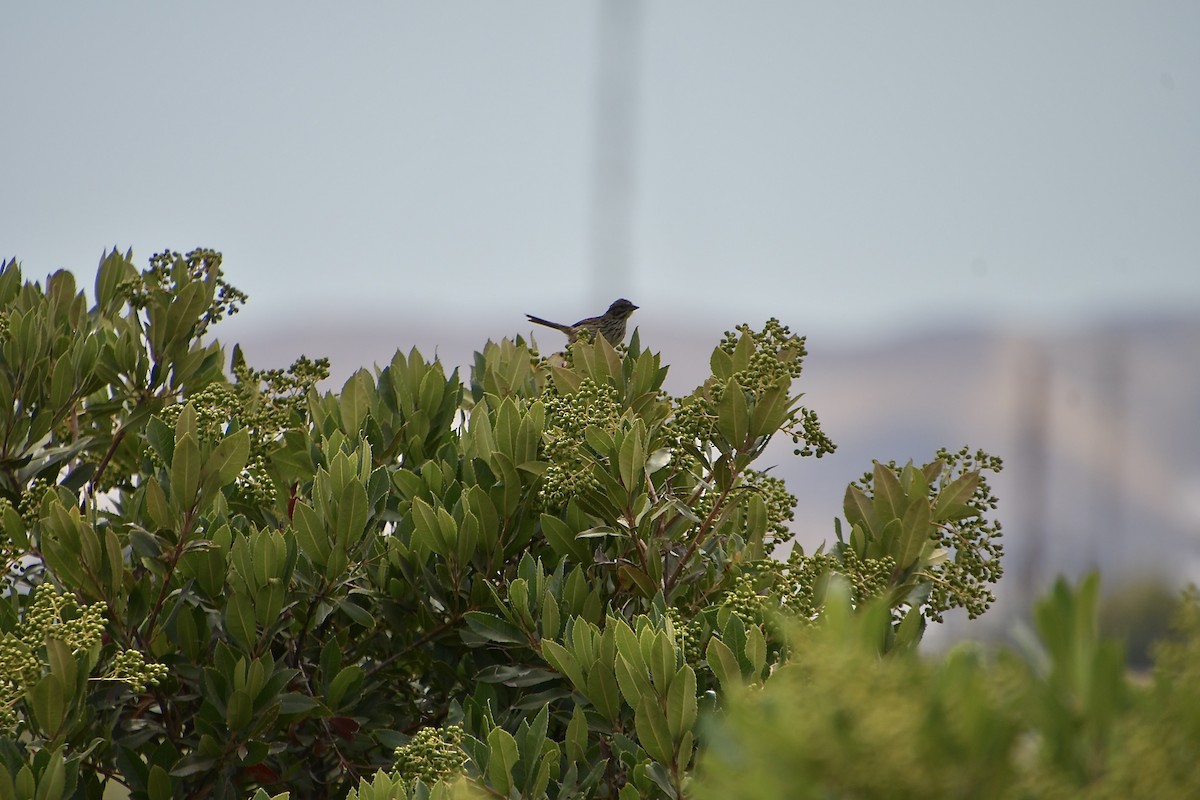 Song Sparrow - ML640346493