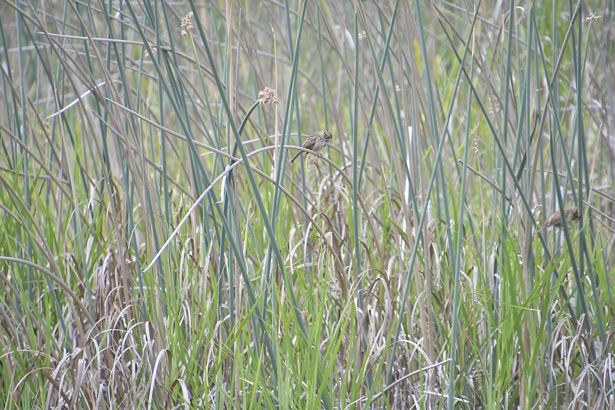 Song Sparrow - ML640346494