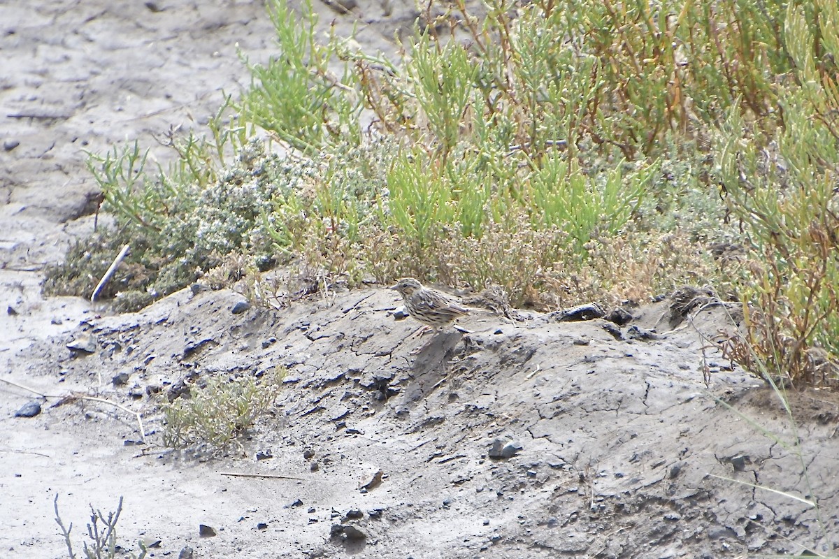 Savannah Sparrow - ML640346496