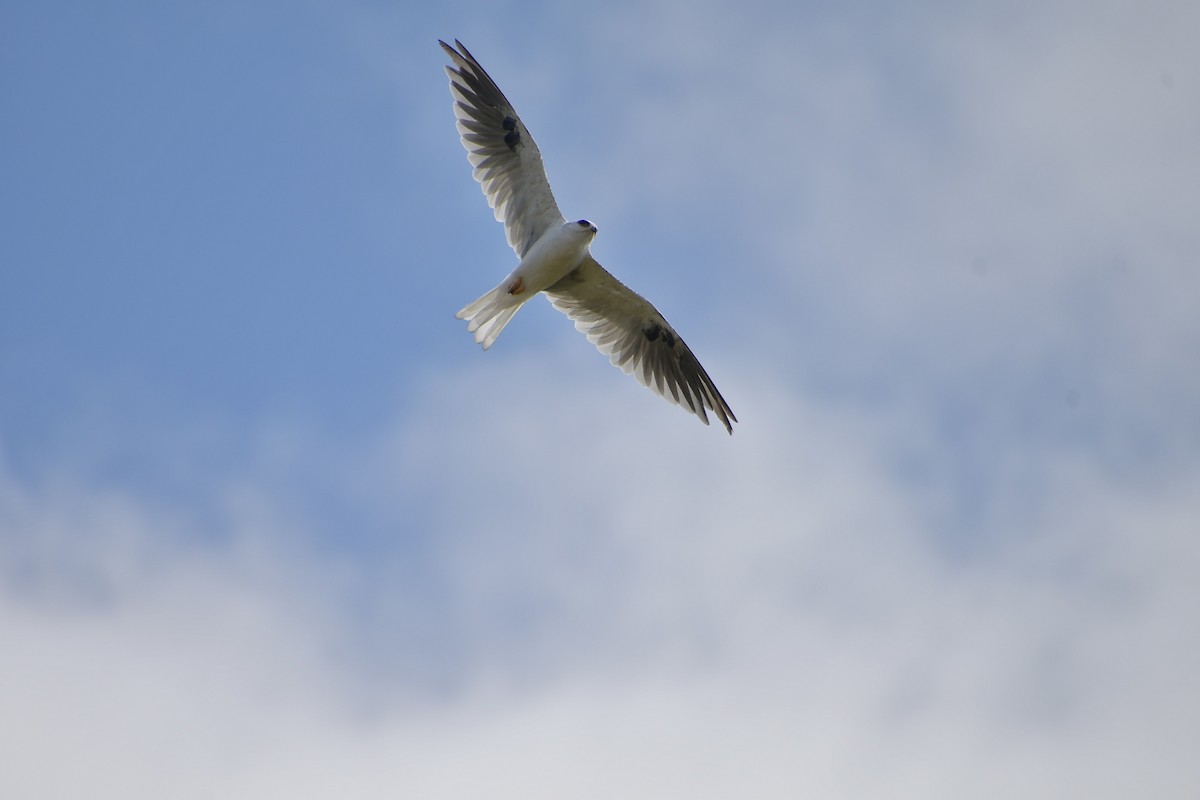 White-tailed Kite - ML640346502