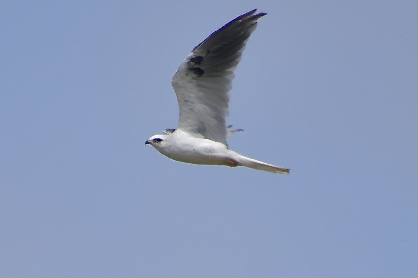 White-tailed Kite - ML640346503