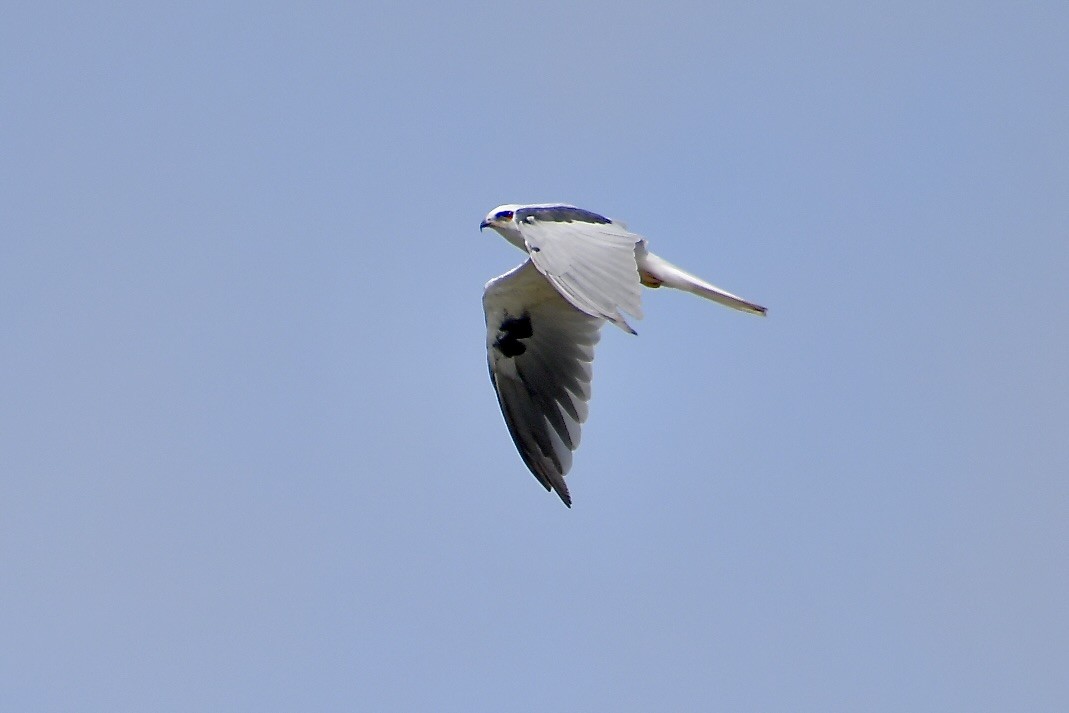 White-tailed Kite - ML640346504