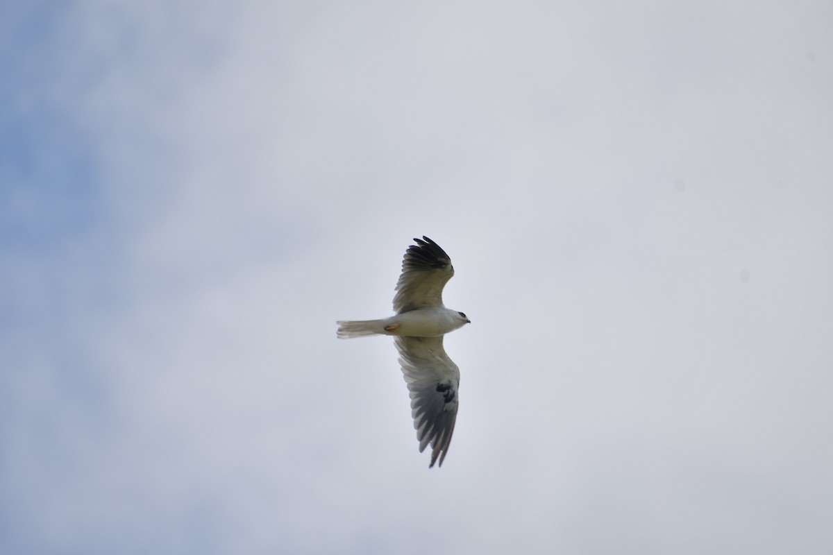 White-tailed Kite - ML640346505