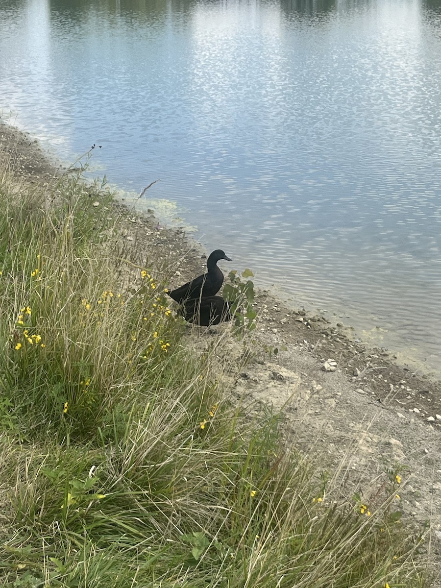 Canard colvert (forme domestique) - ML640346575
