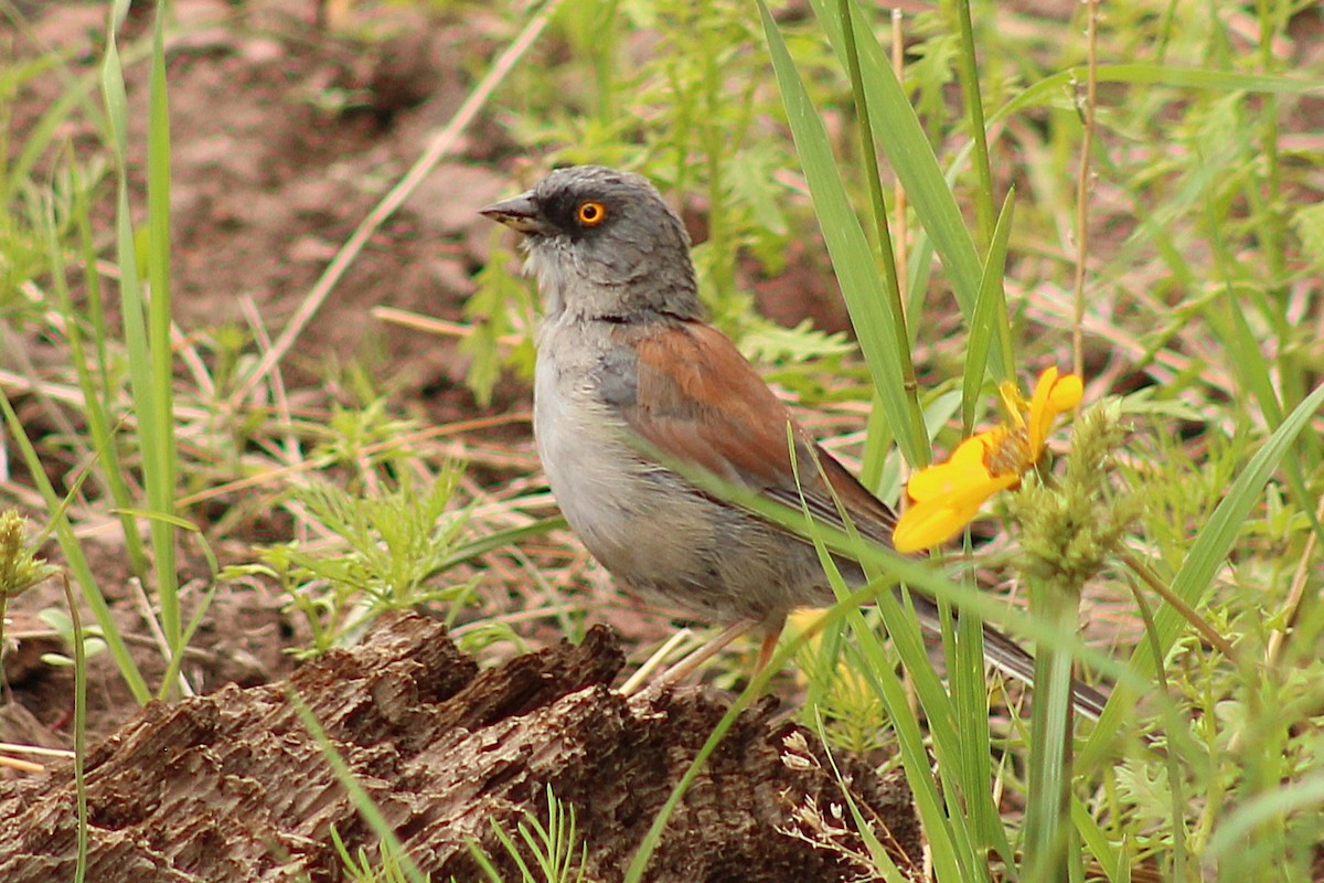 Yellow-eyed Junco - ML640346591