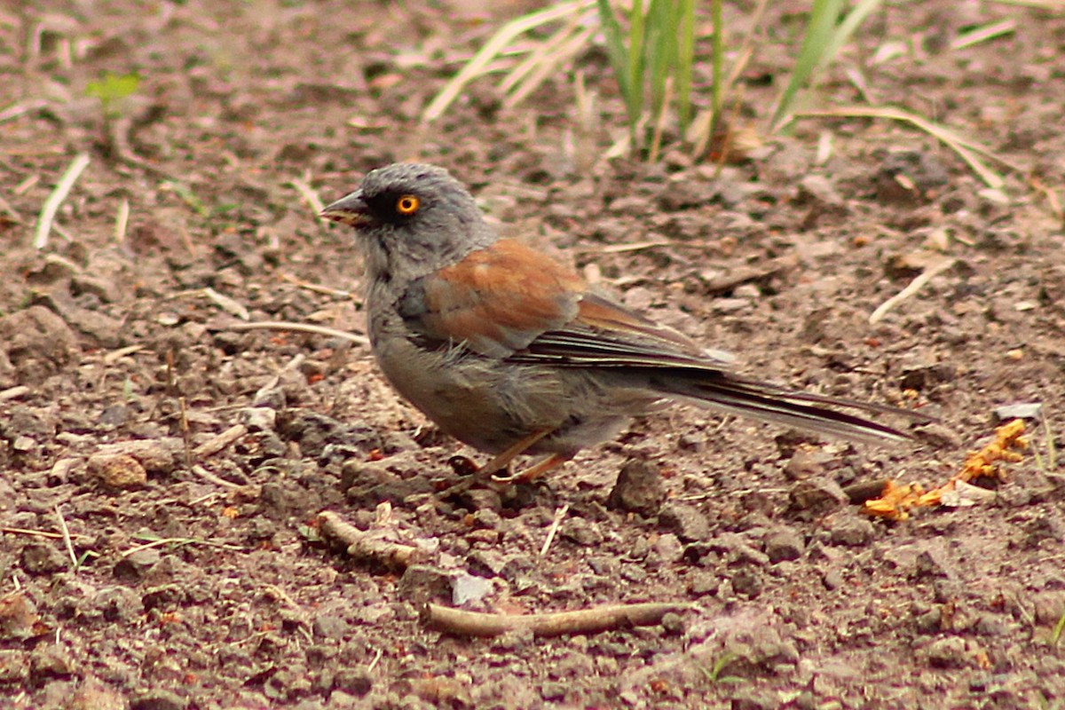 Yellow-eyed Junco - ML640346593