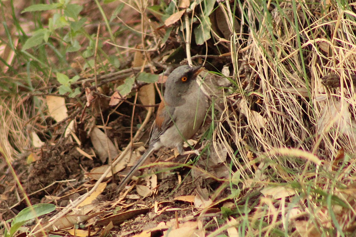 Yellow-eyed Junco - ML640346595