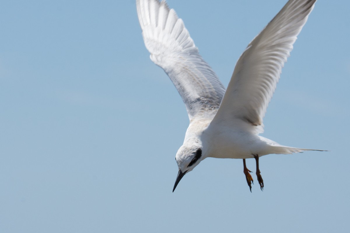 Forster's/Common Tern - ML640346602